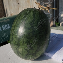 🍉 DƯA HẤU MIỀN TÂY - 1KG - DMT001