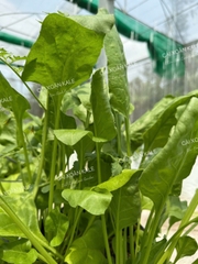 🍃 CẢI BÓ XÔI (SPINACH – RAU CHÂN VỊT) XANH LÀNH VỪA HÁI  Túi 500GR – RSP001