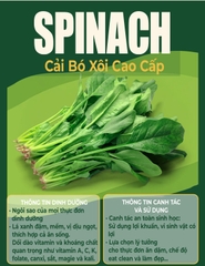 🍃 CẢI BÓ XÔI (SPINACH – RAU CHÂN VỊT) XANH LÀNH VỪA HÁI  Túi 500GR – RSP001