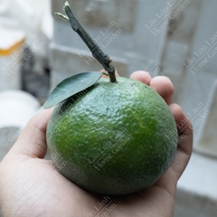 🍊 CAM SÀNH MIỀN TÂY - 1KG - CAM001