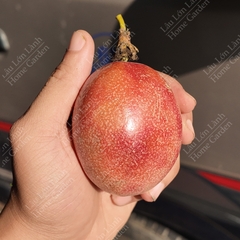 🟣 CHANH DÂY TƯƠI - 1KG - CTT001