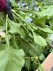 🍃 CẢI BÓ XÔI (SPINACH – RAU CHÂN VỊT) XANH LÀNH VỪA HÁI  Túi 500GR – RSP001