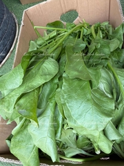 🍃 CẢI BÓ XÔI (SPINACH – RAU CHÂN VỊT) XANH LÀNH VỪA HÁI  Túi 500GR – RSP001