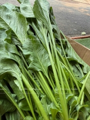 🍃 CẢI BÓ XÔI (SPINACH – RAU CHÂN VỊT) XANH LÀNH VỪA HÁI  Túi 500GR – RSP001