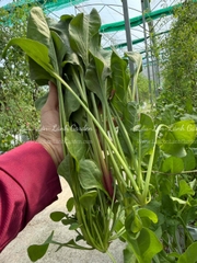 🍃 CẢI BÓ XÔI (SPINACH – RAU CHÂN VỊT) XANH LÀNH VỪA HÁI  Túi 500GR – RSP001