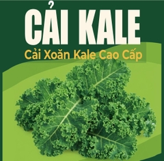 🥦CẢI XOĂN KALE GIÒN XANH LÀNH VỪA HÁI – TÚI 500GR LÁ – RLK001