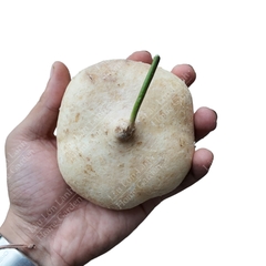 🤍 CỦ SẮN - 1KG - CST001