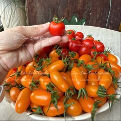 🍅CÀ CHUA TRÁI CÂY NHẬT CAO CẤP ECO SWEET - 500Gr CTE001 - MIX NOVA MỸ