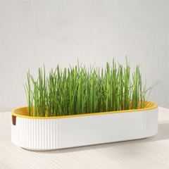 Hạt Giống Cỏ Mèo