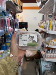 Hộp vỏ mèo trồng - loại Thường