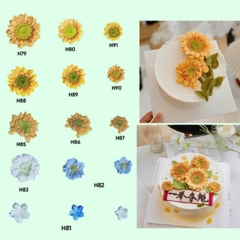 Khuôn Silicon - Set Combo 12 Hoa Hướng Dương Hàn Quốc