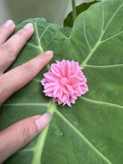 Khuôn Silicon - Hoa Cúc Nhụy Cánh Thẳng - 6.5cm