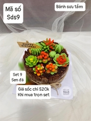 Combo 9 Sen Đá Sds9