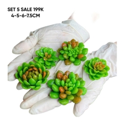 Combo Set 5 Sen Đá Tia Tầng