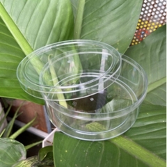 Hộp Nhựa - Tròn 15x6cm - Mika Cứng Giòn - 850ml