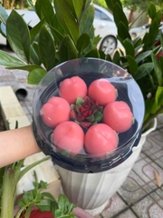 Hộp Nhựa - Tròn H25 - 16cm Cao 5cm - Đế Đen