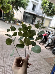 LÁ DOLA SET 4 CÂY - LÁ DOLLA NHỰA