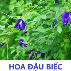 Tạo Màu Thiên Nhiên - Hoa Đậu Biếc