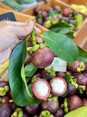 Măng Cụt Bảo Lộc Chuyển Đổi Hữu Cơ