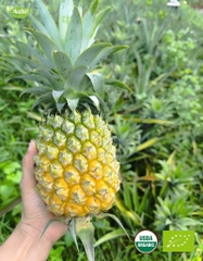 Dứa hữu cơ Farm AnBiO