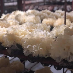 Nấm tuyết khô cao cấp khay 40g