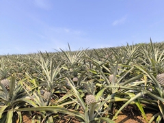 Dứa hữu cơ Farm AnBiO
