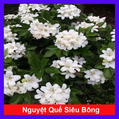 Cây Nguyệt Quế Siêu Bông