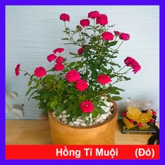 Cây Hồng Tỉ Muội Đỏ