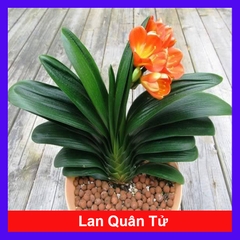 Cây Lan Quân Tử