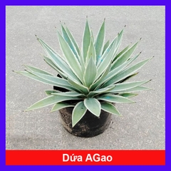 Cây Dứa AGao