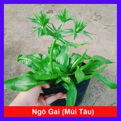 Cây Ngò Gai