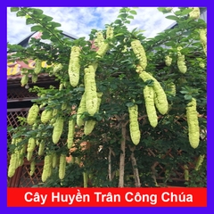 Cây Huyền Trân Công Chúa