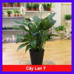 Cây Lan Ý