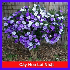 Cây Lài Nhật