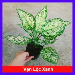 Cây Vạn Lộc Trắng Xanh