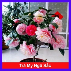 Cây Trà My Ngũ Sắc