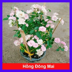 Cây Hồng Đông Mai