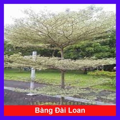 Cây Bàng Đài Loan