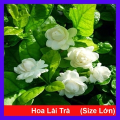 Cây Lài Trà (Lớn)