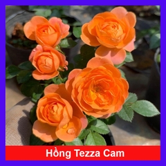 Cây Hồng Tezza Cam