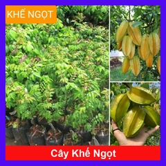 Cây Khế Ngọt