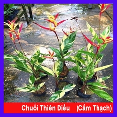 Cây Chuối Cẩm Thạch