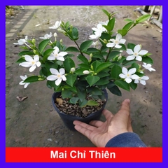 Cây Mai Chỉ Thiên