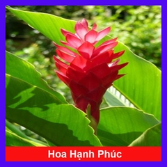 Cây Hoa Hạnh Phúc