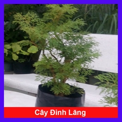 Cây Đinh Lăng