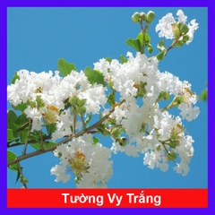 Cây Tường Vy Trắng