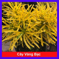 Cây Vàng Bạc Lá Nhỏ