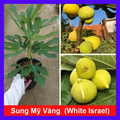 Cây Sung Mỹ White Israel