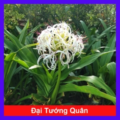 Cây Tướng Quân