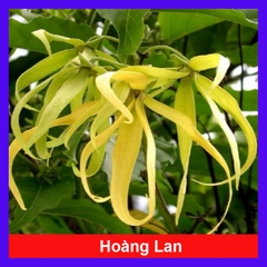 Cây Hoàng Lan